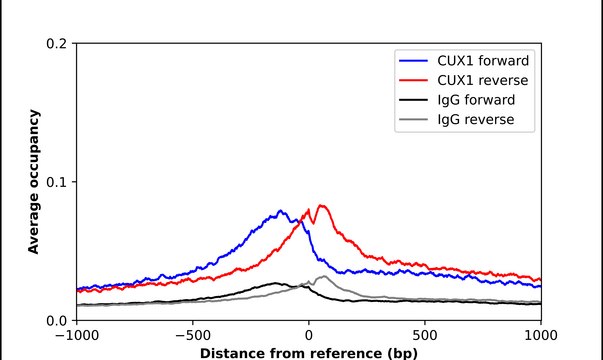Anti-CUX1 antibody produced in rabbit Prestige Antibodies&#174; Powered by Atlas Antibodies, affinity isolated antibody, buffered aqueous glycerol solution