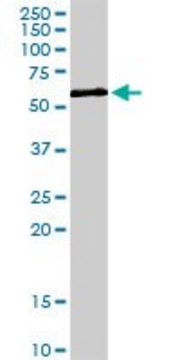 Anti-ZNF259 antibody produced in rabbit purified immunoglobulin, buffered aqueous solution