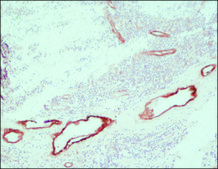 ExtrAvidin&#174;&#8722;Peroxidase buffered aqueous solution