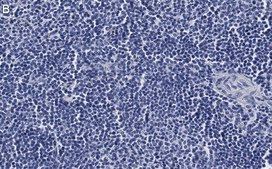 Anti-CD4 Antibody, clone 2G19 ZooMAb&#174; Rabbit Monoclonal recombinant, expressed in HEK 293 cells