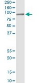 Monoclonal Anti-HAL antibody produced in mouse clone 4F2, purified immunoglobulin, buffered aqueous solution