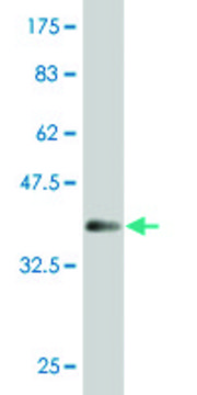 ANTI-MAZ antibody produced in mouse clone 3B1, purified immunoglobulin, buffered aqueous solution