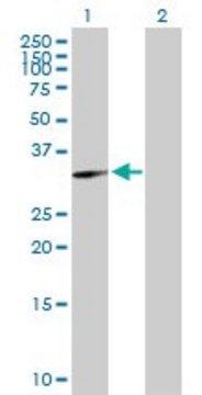 Anti-GNPDA1 antibody produced in mouse purified immunoglobulin, buffered aqueous solution