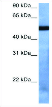 Anti-TBX19 antibody produced in rabbit affinity isolated antibody