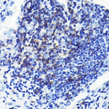 Anti-CD3E antibody produced in rabbit