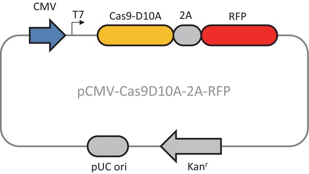 CMV-CAS9D10A-2A-RFP Plasmid