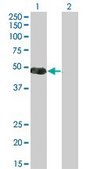 Monoclonal Anti-NKX2-5, (N-terminal) antibody produced in mouse clone 3A7, purified immunoglobulin, buffered aqueous solution