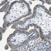 Anti-PARD6B antibody produced in rabbit Prestige Antibodies&#174; Powered by Atlas Antibodies, affinity isolated antibody, buffered aqueous glycerol solution