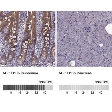 Anti-ACOT11 antibody produced in rabbit Prestige Antibodies&#174; Powered by Atlas Antibodies, affinity isolated antibody