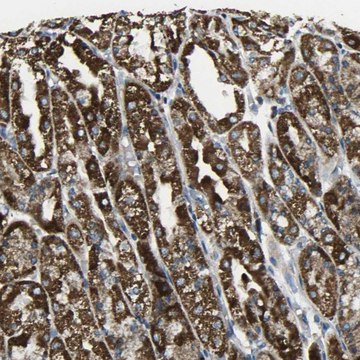 Anti-TMEM120B antibody produced in rabbit Prestige Antibodies&#174; Powered by Atlas Antibodies, affinity isolated antibody, buffered aqueous glycerol solution