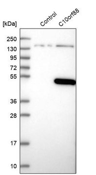 Anti-C10orf88 antibody produced in rabbit Prestige Antibodies&#174; Powered by Atlas Antibodies, affinity isolated antibody, buffered aqueous glycerol solution