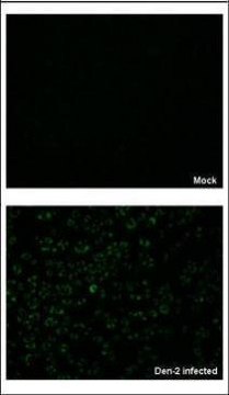 Anti-NS3 antibody produced in rabbit affinity isolated antibody, buffered aqueous solution