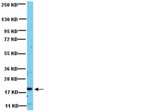 Anti-Rac1 Antibody from rabbit