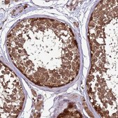 Anti-CRBN antibody produced in rabbit Prestige Antibodies&#174; Powered by Atlas Antibodies, affinity isolated antibody, buffered aqueous glycerol solution