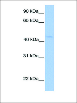 Anti-LIPT1 antibody produced in rabbit affinity isolated antibody