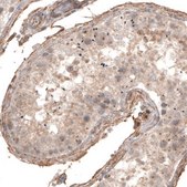 Monoclonal Anti-CDK5RAP2 antibody produced in mouse Prestige Antibodies&#174; Powered by Atlas Antibodies, clone CL3392, purified immunoglobulin
