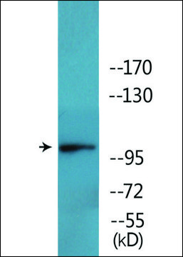 Anti-phospho-GluR2 (pSer880) antibody produced in rabbit affinity isolated antibody