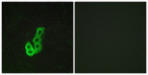 Anti-DRD1 antibody produced in rabbit affinity isolated antibody
