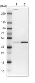 Anti-MAPK3 antibody produced in rabbit Ab2, Prestige Antibodies&#174; Powered by Atlas Antibodies, affinity isolated antibody, buffered aqueous glycerol solution