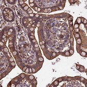 Anti-GAS8 antibody produced in rabbit affinity isolated antibody, buffered aqueous glycerol solution