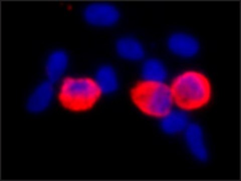 Monoclonal Anti-c-Myc antibody produced in mouse clone 9E10, ascites fluid