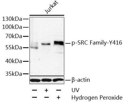 Anti-Phospho-SRC Family-Y416 antibody produced in rabbit