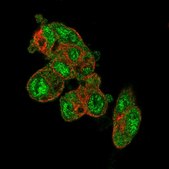 Anti-PRODH2 antibody produced in rabbit Prestige Antibodies&#174; Powered by Atlas Antibodies, affinity isolated antibody, buffered aqueous glycerol solution
