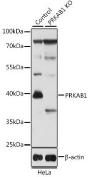Anti-PRKAB1 antibody produced in rabbit