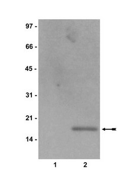 Anti-acetyl-Histone H2B Antibody Upstate&#174;, from rabbit