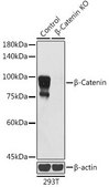Anti- &#946;-Catenin antibody produced in mouse