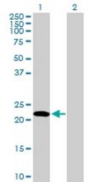 Anti-EDN1 antibody produced in rabbit purified immunoglobulin, buffered aqueous solution