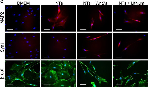 Anti-Synapsin I Antibody serum, Chemicon&#174;