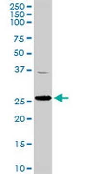 Anti-TFAM Rabbit pAb liquid, Calbiochem&#174;