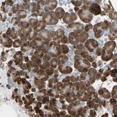 Anti-NUCB2 antibody produced in rabbit Prestige Antibodies&#174; Powered by Atlas Antibodies, affinity isolated antibody, buffered aqueous glycerol solution