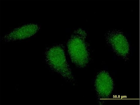 Monoclonal Anti-TTN, (N-terminal) antibody produced in mouse clone 8G9, purified immunoglobulin, buffered aqueous solution