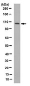 Anti-Ribeye Antibody, clone 3D12.1 clone 3D12.1, from mouse
