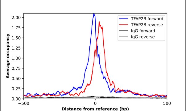 Anti-TFAP2B antibody produced in rabbit Prestige Antibodies&#174; Powered by Atlas Antibodies, affinity isolated antibody, buffered aqueous glycerol solution