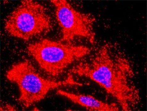 Monoclonal Anti-ACVR1C antibody produced in mouse clone 2E3, purified immunoglobulin, buffered aqueous solution