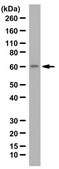 Anti-Myeloperoxidase Antibody from rabbit, purified by affinity chromatography