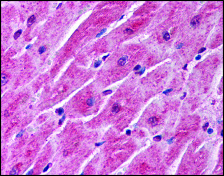 Anti-SFRP1 antibody produced in rabbit affinity isolated antibody, buffered aqueous solution