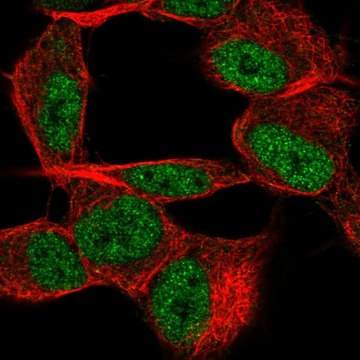 Anti-TSTD2 antibody produced in rabbit Prestige Antibodies&#174; Powered by Atlas Antibodies, affinity isolated antibody