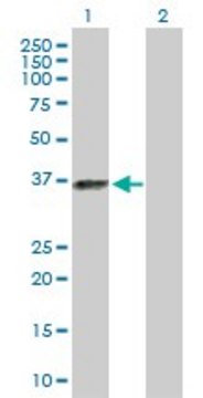 Anti-ELAVL3 antibody produced in rabbit purified immunoglobulin, buffered aqueous solution