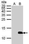 Monoclonal Anti-6X His tag antibody produced in mouse clone GT359, affinity isolated antibody