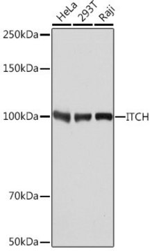 Anti- ITCH antibody produced in rabbit