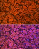 Anti-Hemopexin (HPX) antibody produced in rabbit