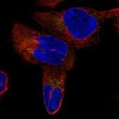 Anti-MYMX antibody produced in rabbit Prestige Antibodies&#174; Powered by Atlas Antibodies, affinity isolated antibody, buffered aqueous glycerol solution