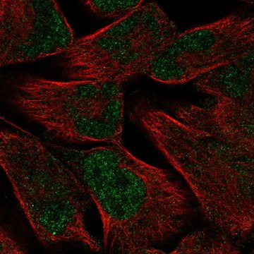 Anti-PKNOX2 antibody produced in rabbit Prestige Antibodies&#174; Powered by Atlas Antibodies, affinity isolated antibody