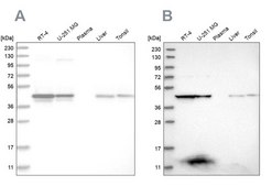 Anti-KYAT3 antibody produced in rabbit Prestige Antibodies&#174; Powered by Atlas Antibodies, affinity isolated antibody, buffered aqueous glycerol solution, Ab2