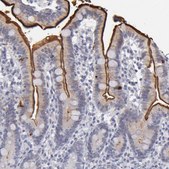 Anti-MGAM antibody produced in rabbit Prestige Antibodies&#174; Powered by Atlas Antibodies, affinity isolated antibody, buffered aqueous glycerol solution