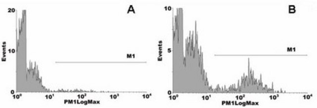 Anti-Phosphatidylserine Antibody, clone 1H6 clone 1H6, Upstate&#174;, from mouse